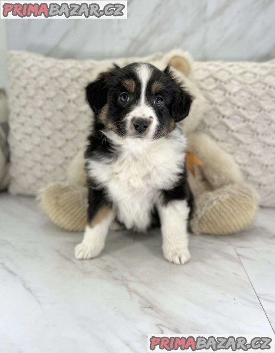 Australian Shepherds for Sale