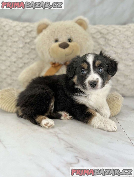 Australian Shepherds for Sale