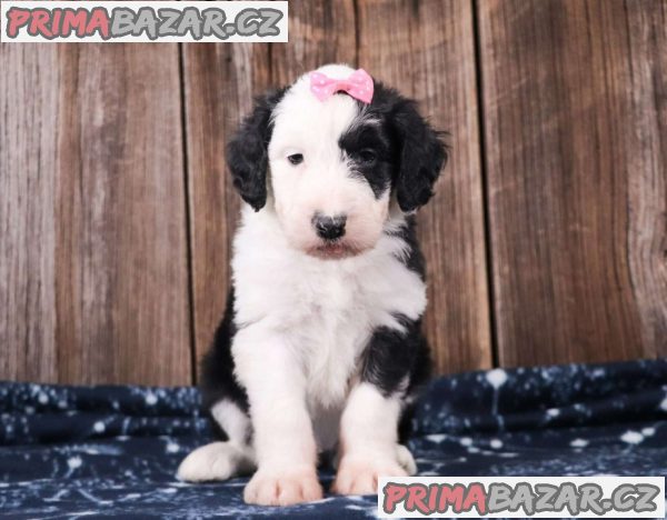 Aussiedoodle puppies