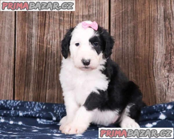 Aussiedoodle puppies