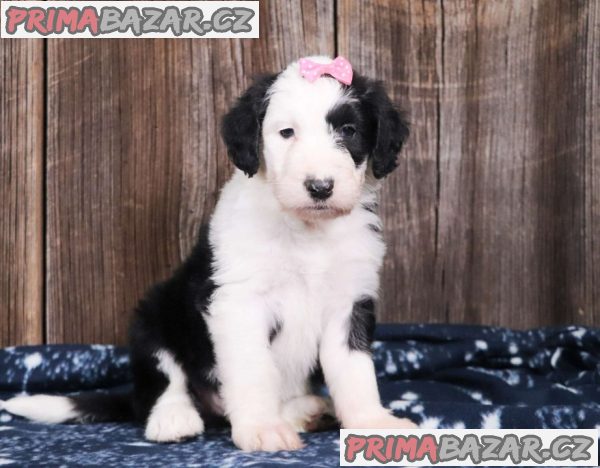 Aussiedoodle puppies