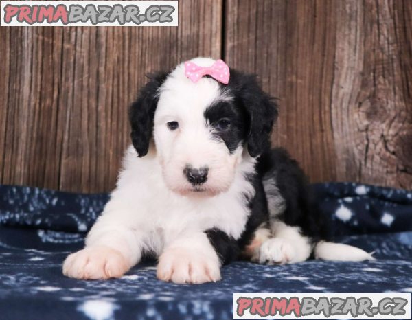 Aussiedoodle puppies