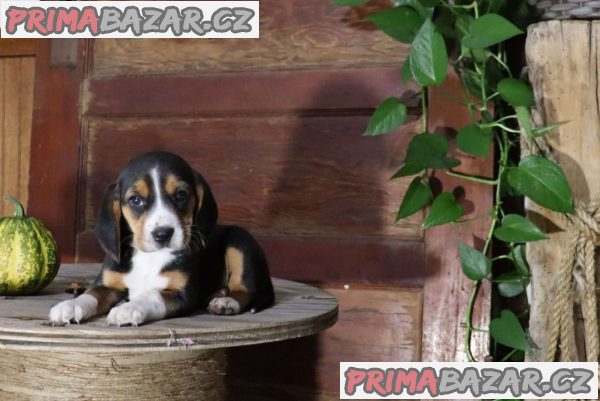 beautiful-beagle-pups-available
