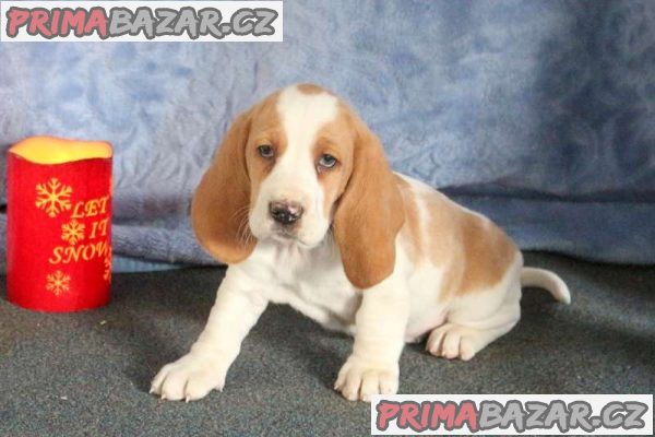 beautiful-basset-hound-puppies-for-sale-k-c-reg