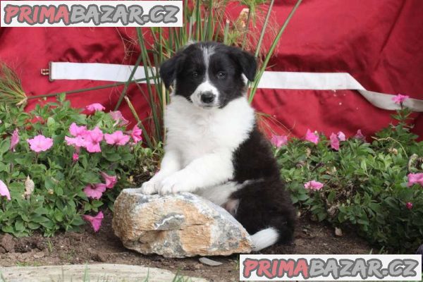 border-collie-puppies-for-sale