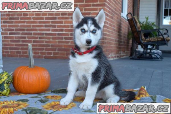 Siberian Husky Puppies for Sale