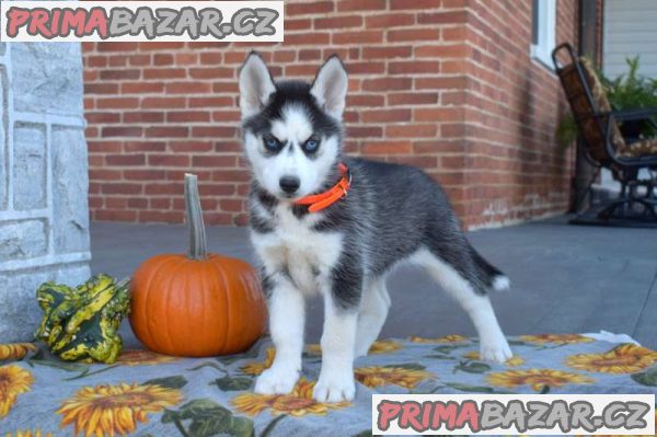 Siberian Husky Puppies for Sale