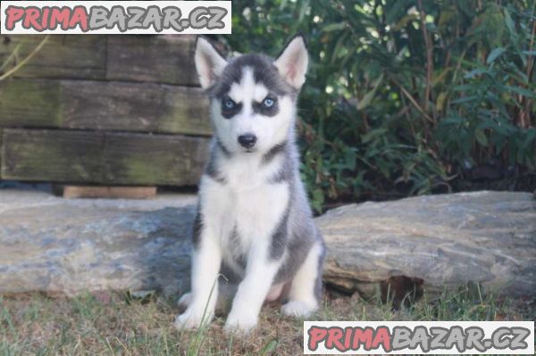 Siberian Husky Puppies for Sale