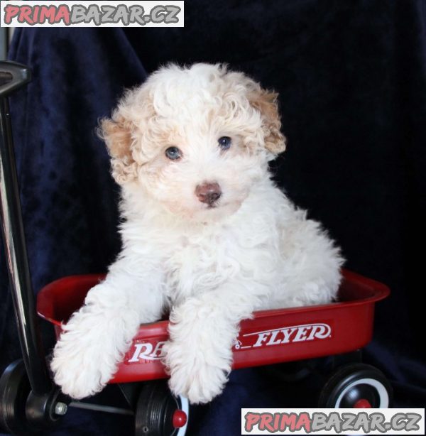 Beautifull Aussiedoodle Puppies Ready To Go