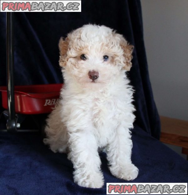 Beautifull Aussiedoodle Puppies Ready To Go