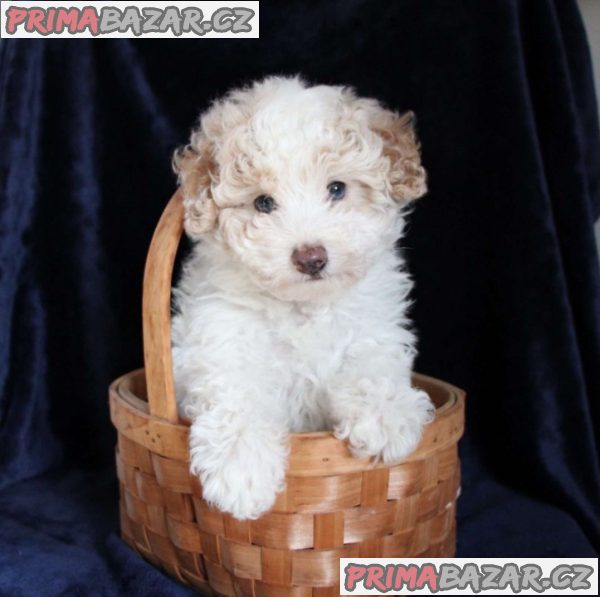 Beautifull Aussiedoodle Puppies Ready To Go