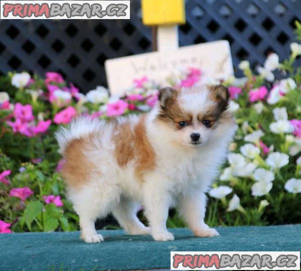 Pure Pomeranian puppies Available