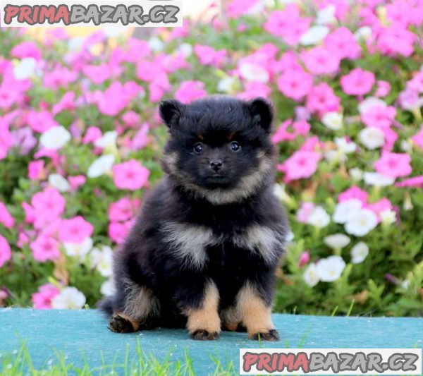 Pure Pomeranian puppies Available