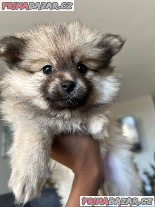 Pure Pomeranian puppies Available