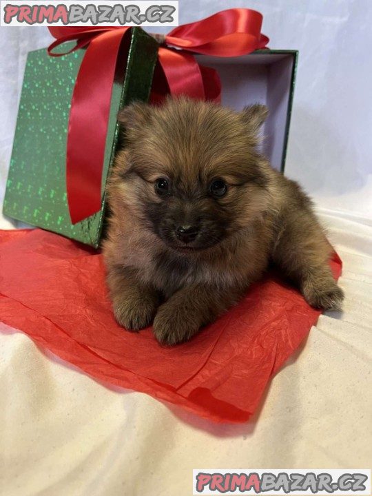 Pure Pomeranian puppies Available