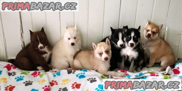 Pomsky puppies ready now