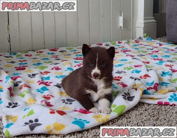 Pomsky puppies ready now