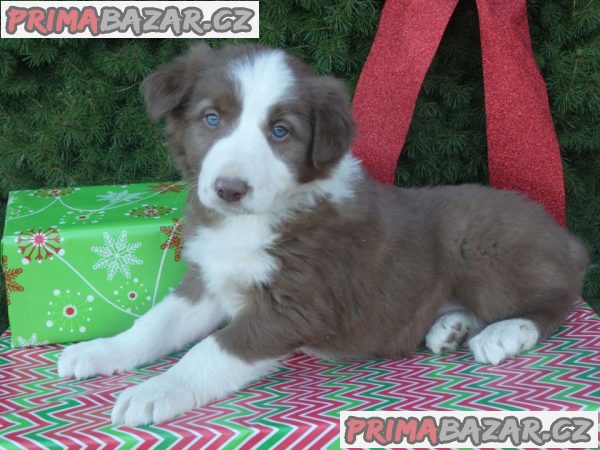 bearded collie Puppies for adoption