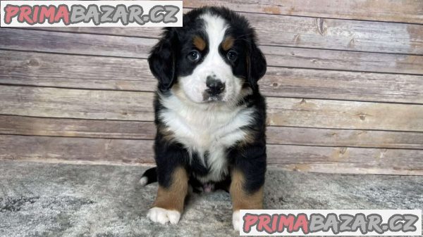 bernese-mountain-dog-puppies