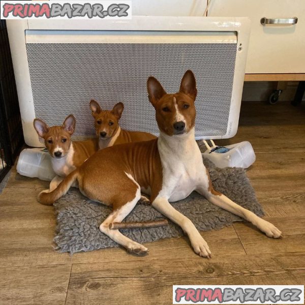 Lovely Basenji Puppies