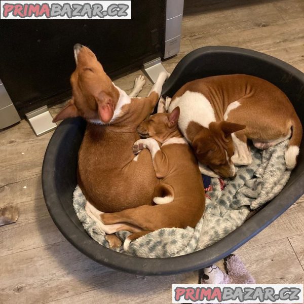 Lovely Basenji Puppies