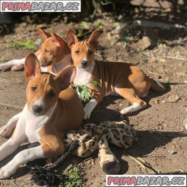 Lovely Basenji Puppies