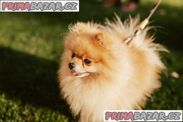 Teddy the pom - pomeranian ke krytí