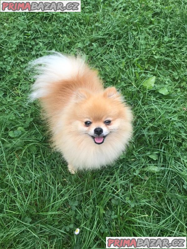 Teddy the pom - pomeranian ke krytí