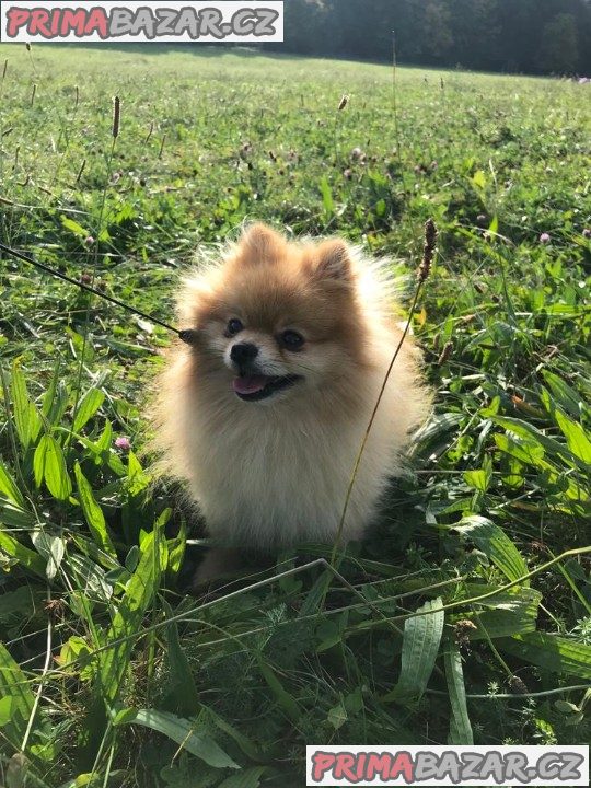 Teddy the pom - pomeranian ke krytí