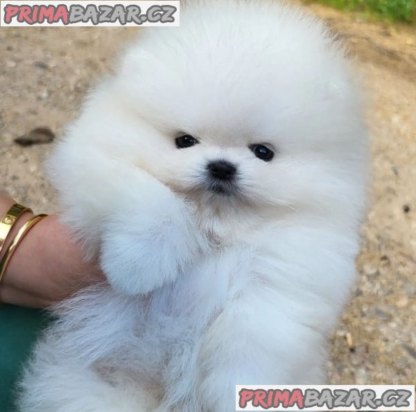 Beautifull Pomeranian puppy Available For Adoption.