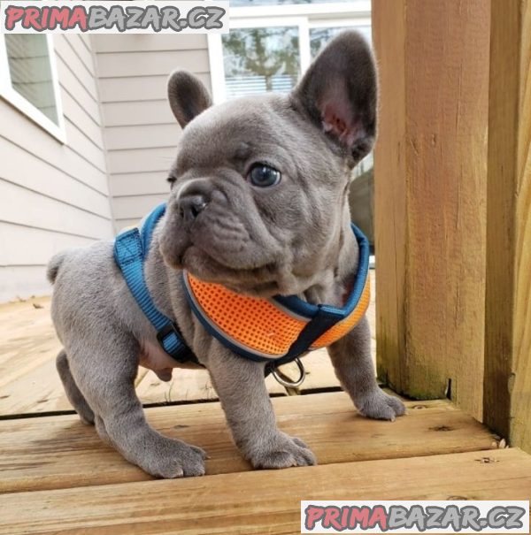 Adorable French Bulldog puppy Available For Adoption.