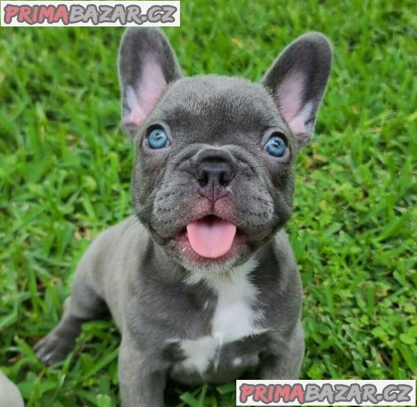Adorable French Bulldog puppy Available For Adoption.