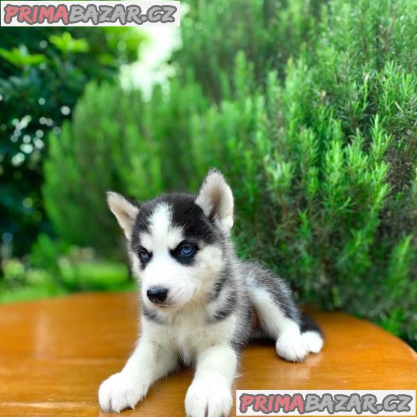 Beautifull Sibarian Husky puppy Available For Adoption.