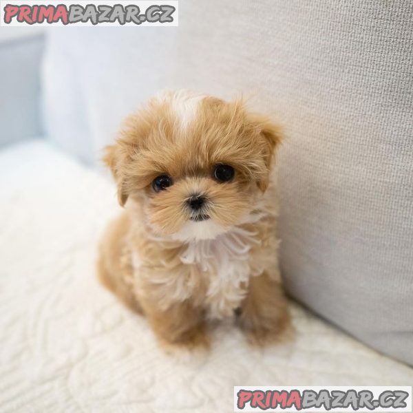 Stunning Maltipoo puppy Available For Adoption.