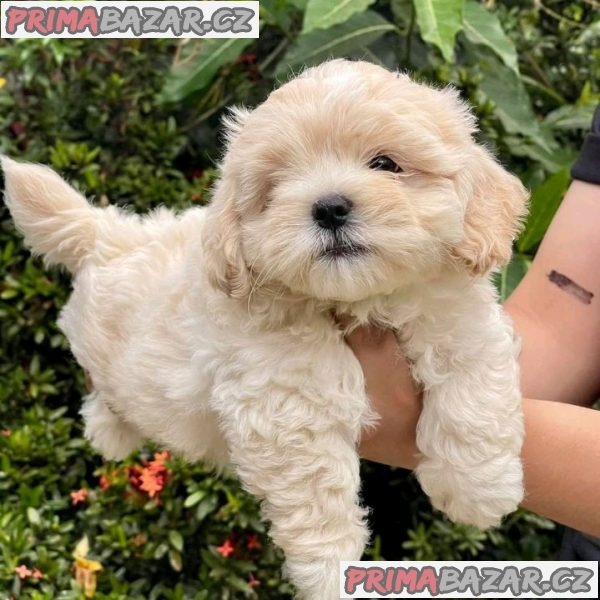 Stunning Maltipoo puppy Available For Adoption.