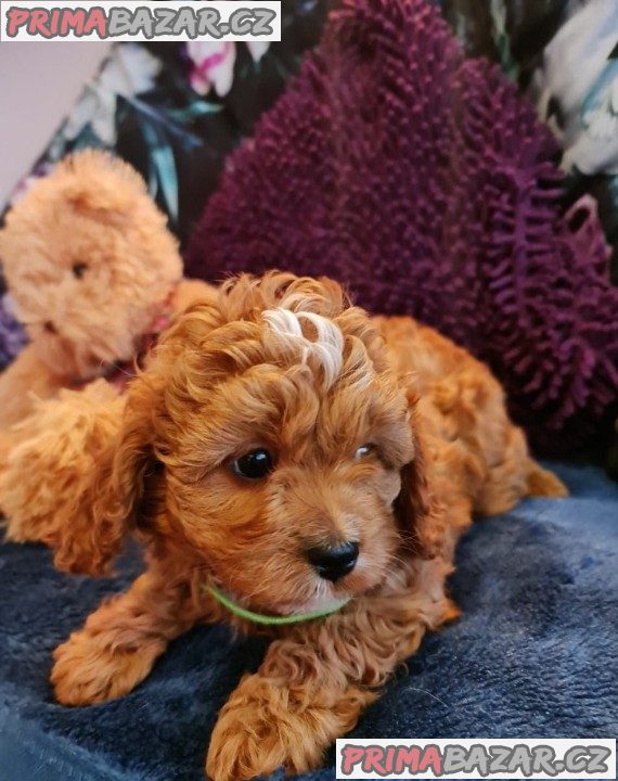 Beautifull Cavapoo puppy Available For Adoption.