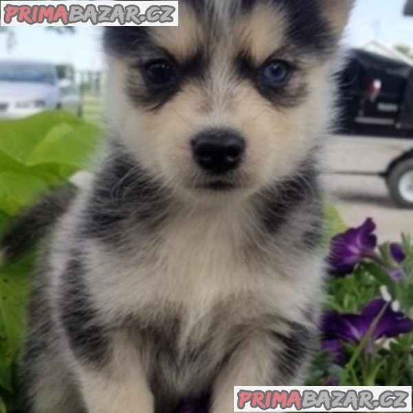Lovely Pomsky puppy Available For Adoption.