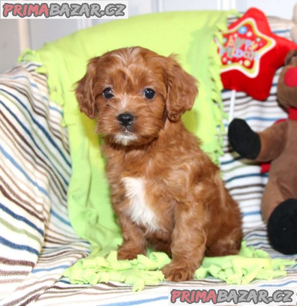 Beautiful Red Cavapoochon Puppies