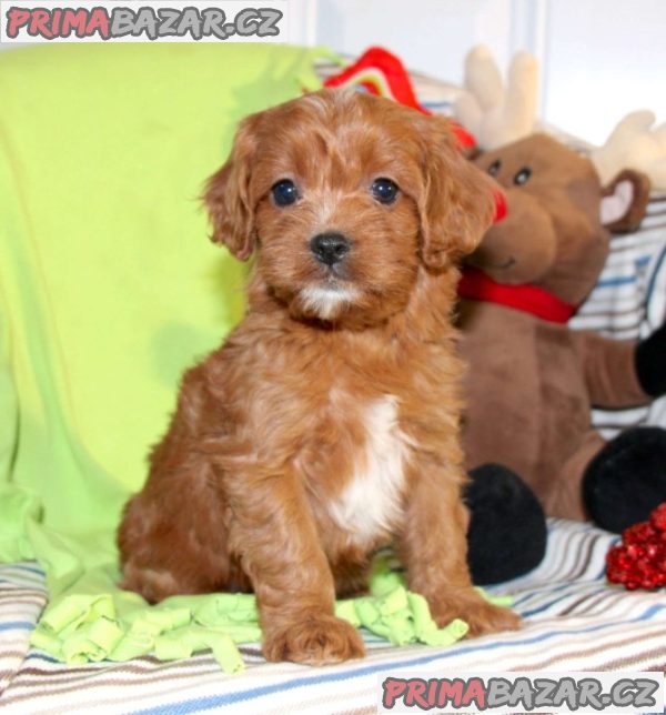 Beautiful Red Cavapoochon Puppies