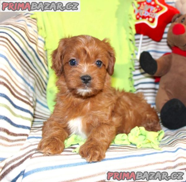 Beautiful Red Cavapoochon Puppies