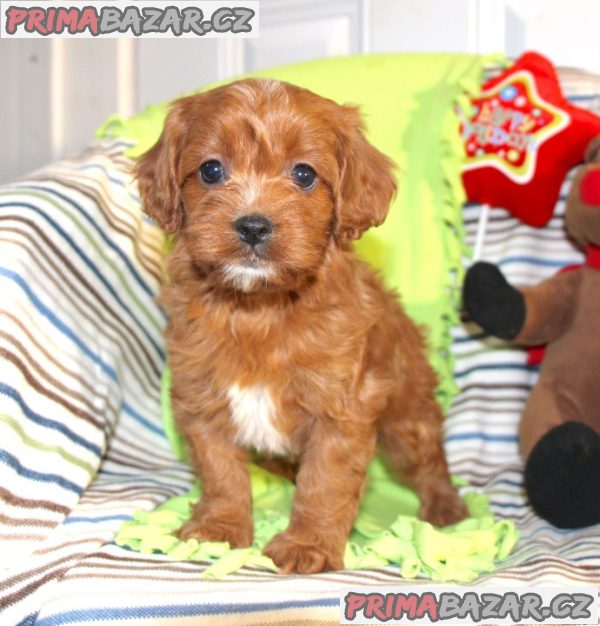 Beautiful Red Cavapoochon Puppies