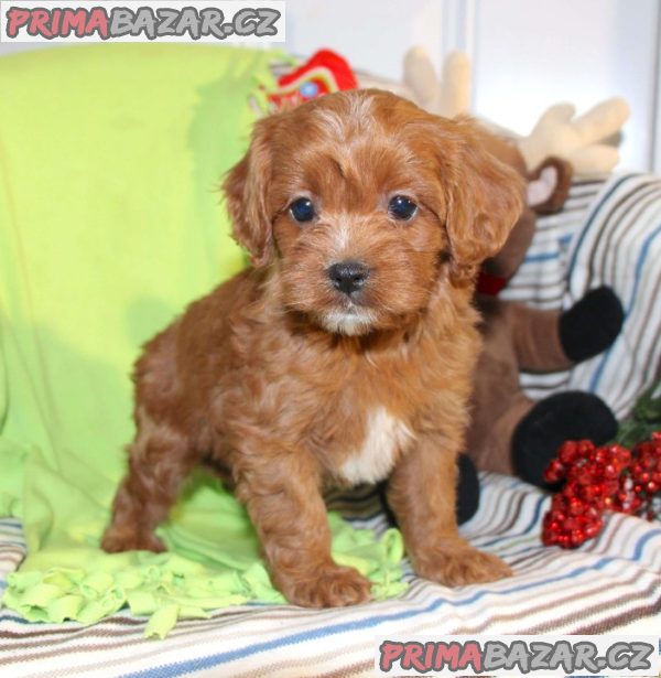 Beautiful Red Cavapoochon Puppies