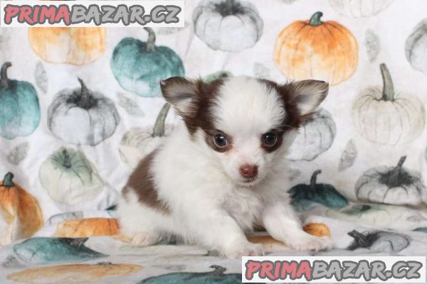 Stunning Pedigree Long coat chihuahuas