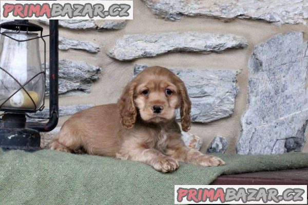 clumber-spaniel-puppies