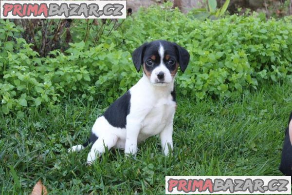 Beautiful wire fox terrier puppies