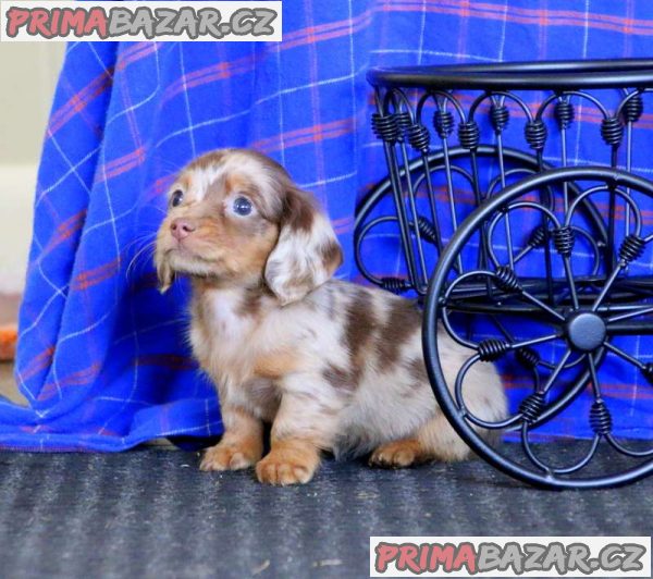 kc-reg-mini-dachshunds-for-sale