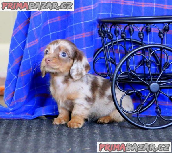 Kc reg mini dachshunds for sale