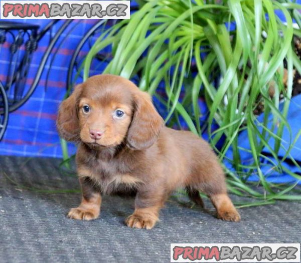 Kc reg mini dachshunds for sale