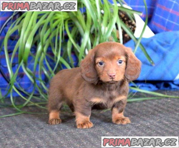 Kc reg mini dachshunds for sale