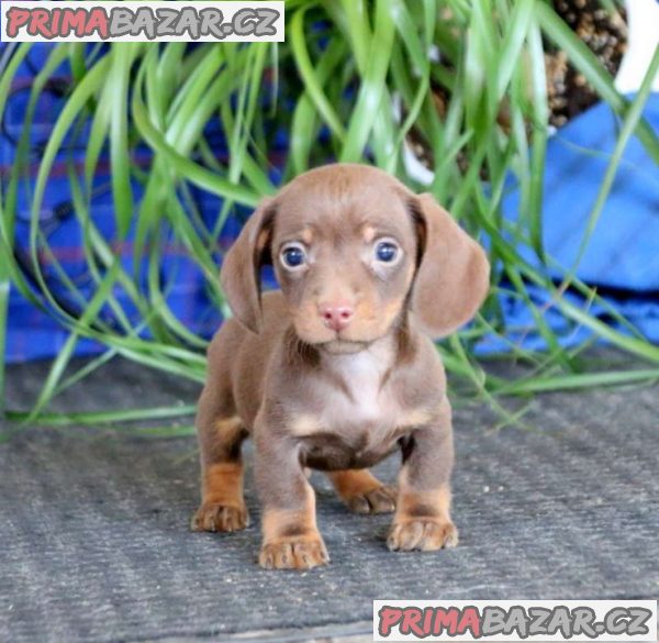 Kc reg mini dachshunds for sale